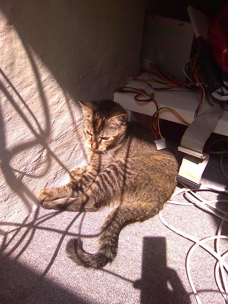 Blanding af racer kiki billede 3