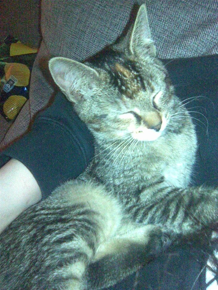 Blanding af racer kiki billede 4