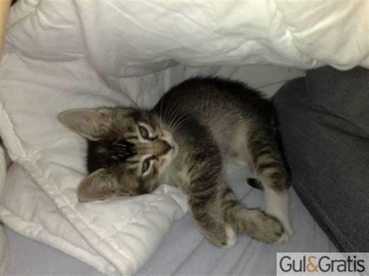 Blanding af racer kiki billede 5