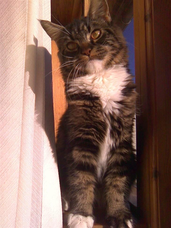 Maine Coon misser R.I.P billede 1