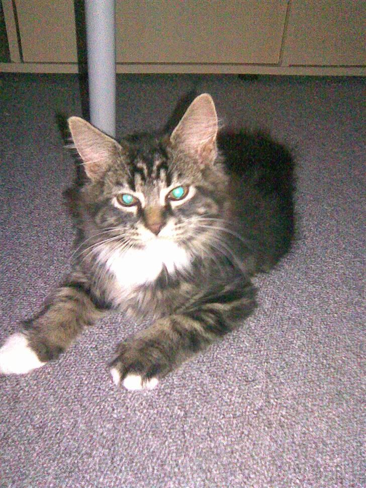 Maine Coon misser R.I.P billede 2