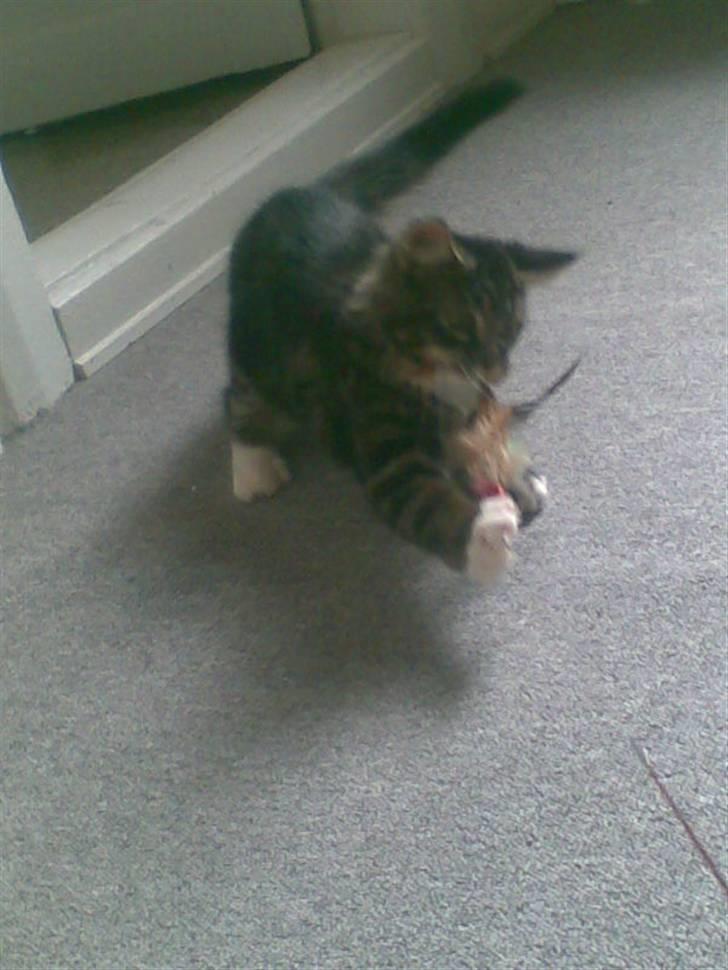 Maine Coon misser R.I.P billede 3