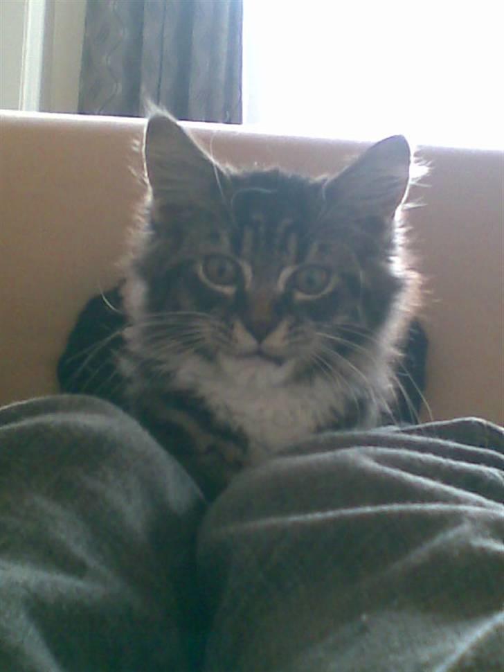 Maine Coon misser R.I.P billede 4