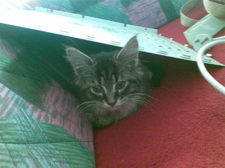 Maine Coon misser R.I.P billede 5