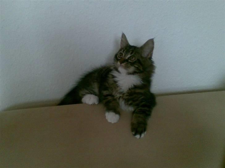 Maine Coon misser R.I.P billede 6