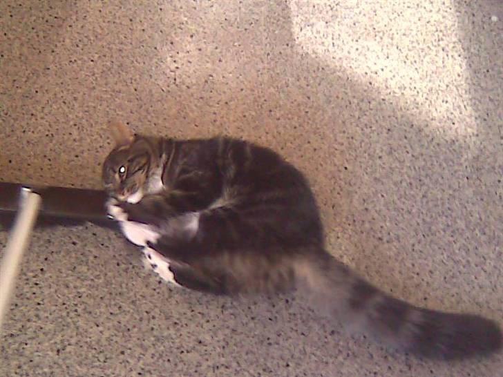 Maine Coon misser R.I.P - kampen med den meget farlige kost billede 7