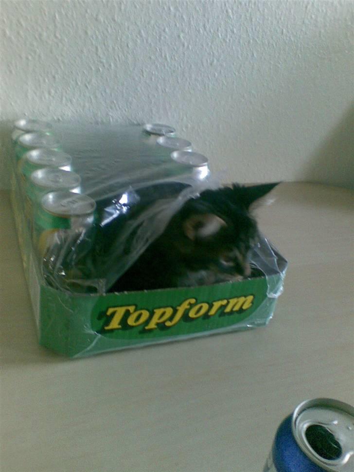 Maine Coon misser R.I.P - ja det var dengang hun var lille nok till og være i såen en kasse billede 8