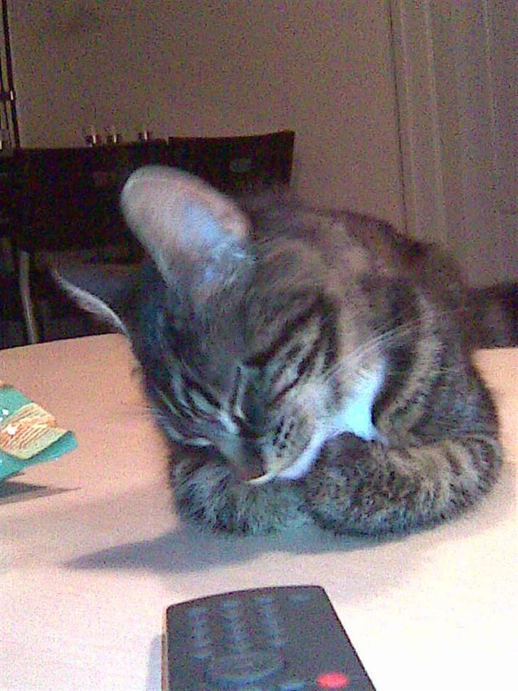 Maine Coon misser R.I.P billede 9