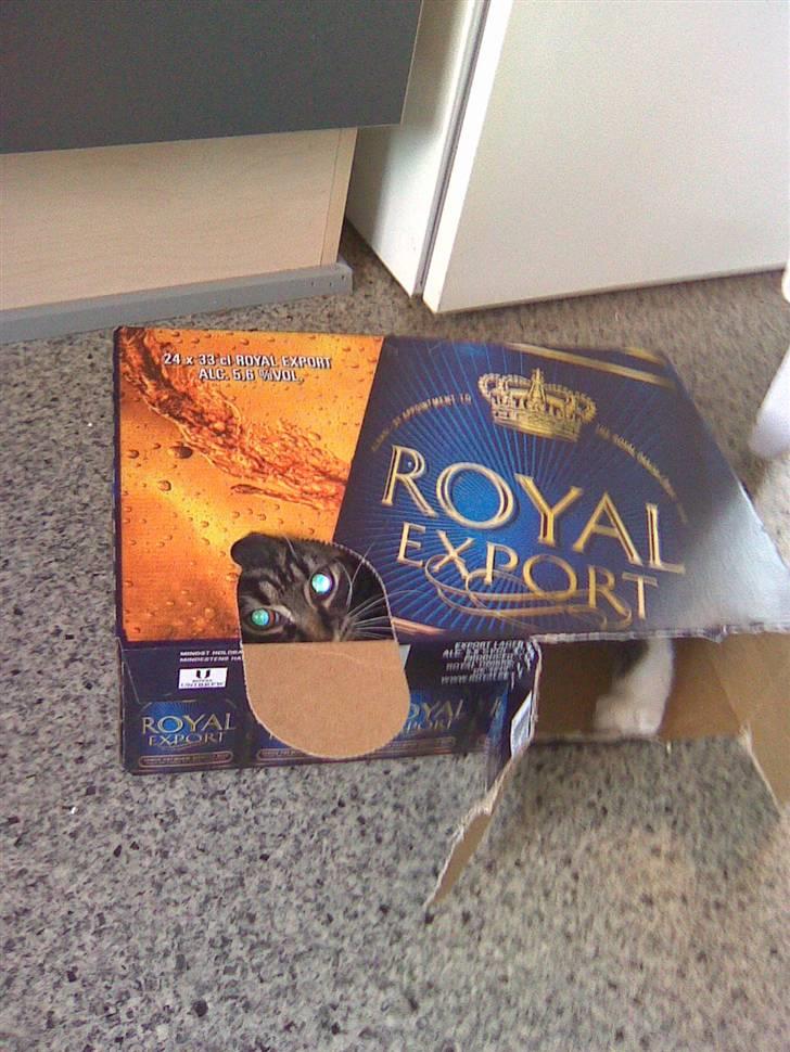 Maine Coon misser R.I.P billede 10