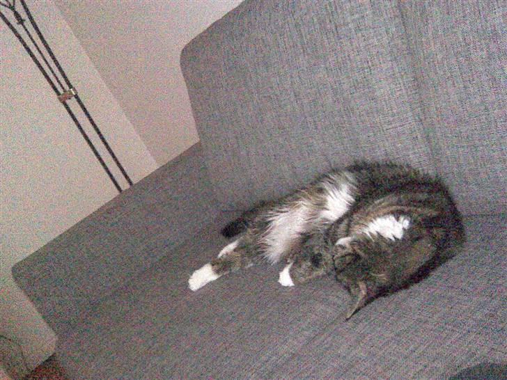 Maine Coon misser R.I.P - total relax billede 11
