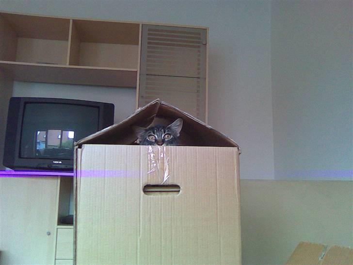 Maine Coon misser R.I.P - kuk kuk billede 12