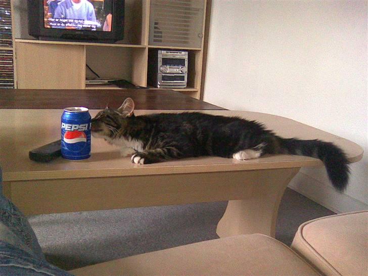 Maine Coon misser R.I.P billede 13