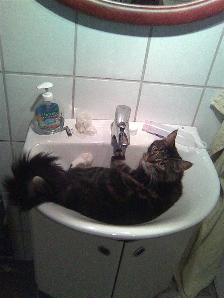 Maine Coon misser R.I.P billede 14