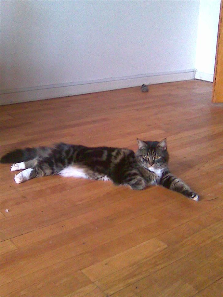 Maine Coon misser R.I.P billede 15