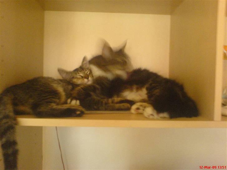 Maine Coon misser R.I.P billede 16