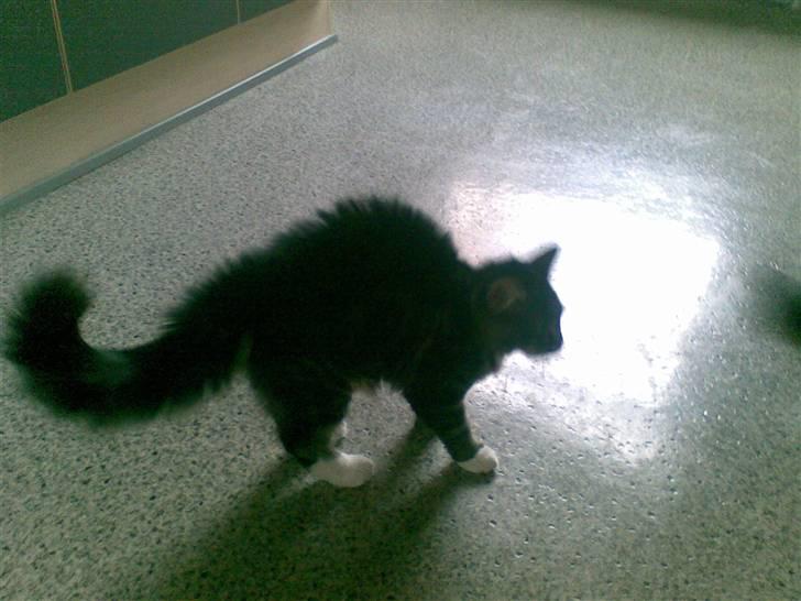 Maine Coon misser R.I.P billede 17