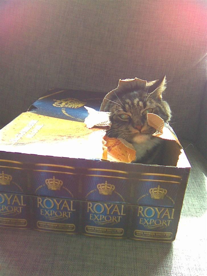 Maine Coon misser R.I.P billede 18