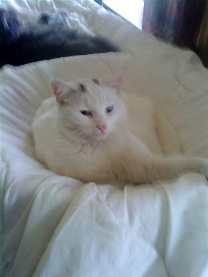 Huskat snowball/solgt billede 7