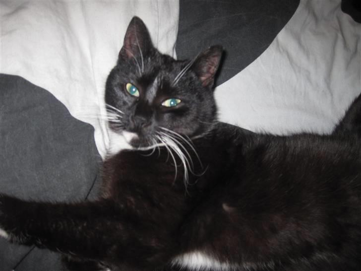 Blanding af racer Domino - Hej og velkommen til Domino´s profil:D billede 1