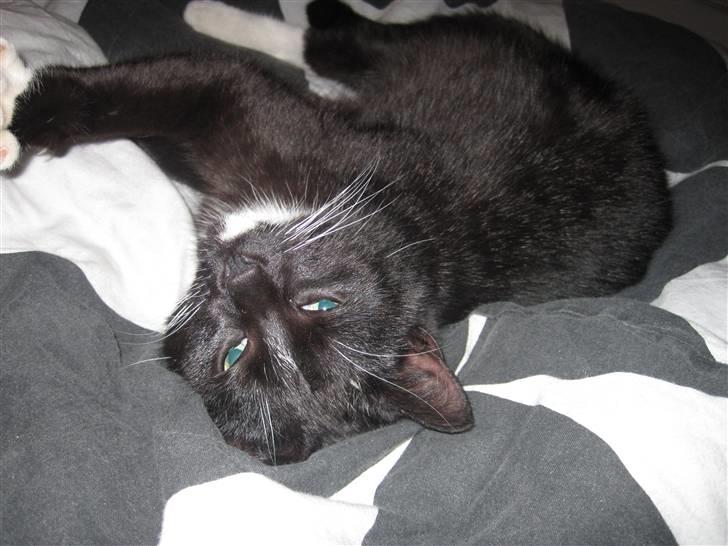 Blanding af racer Domino - Jeg sover!! billede 2