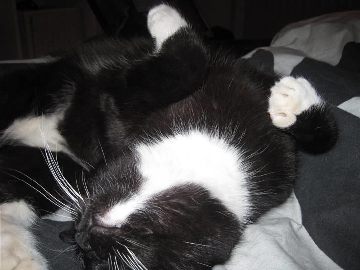 Blanding af racer Domino - Klø mig på maven:D billede 3