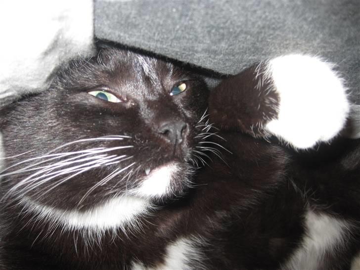 Blanding af racer Domino - For jeg en´ farlig farlig tiger raww billede 4