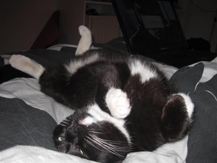 Blanding af racer Domino - Jeg vil klø´ss billede 5