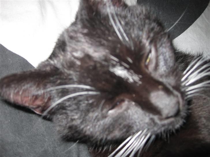 Blanding af racer Domino - tihi:D billede 6