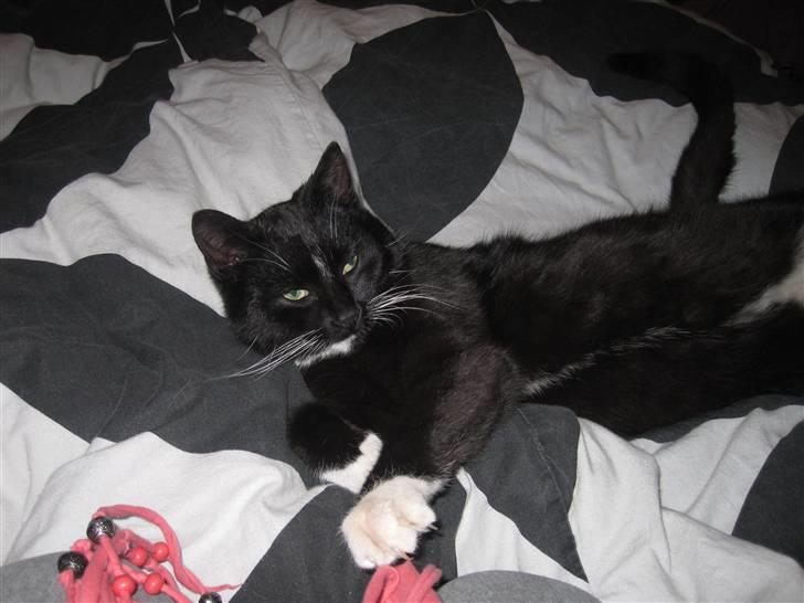 Blanding af racer Domino - Farvel herfra;) billede 7