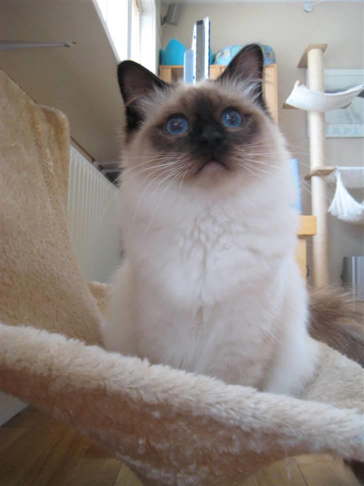 Hellig Birma Sabatini´s Guy Guido  billede 1