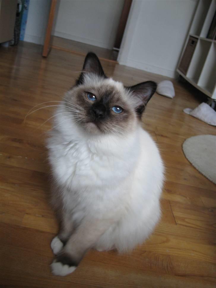 Hellig Birma Sabatini´s Guy Guido  billede 2