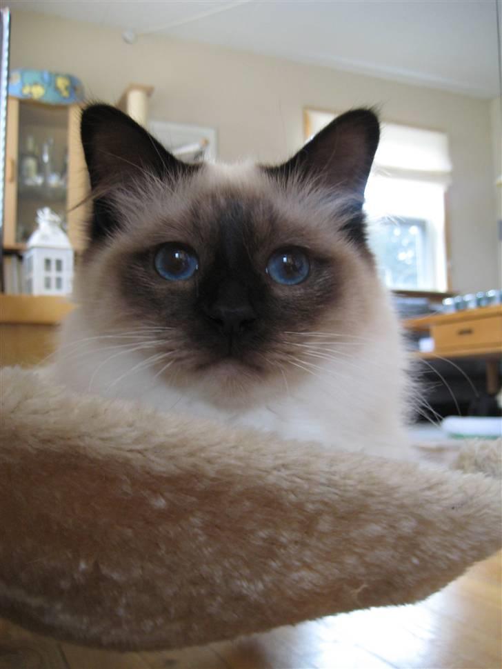 Hellig Birma Sabatini´s Guy Guido  billede 3