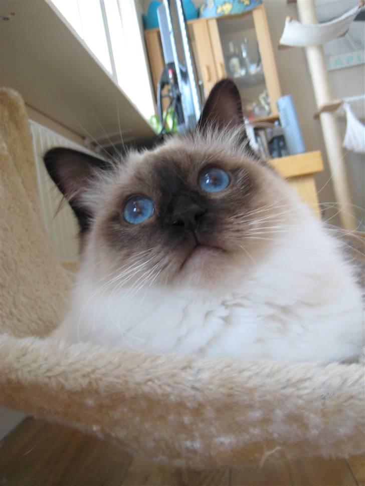 Hellig Birma Sabatini´s Guy Guido  billede 4