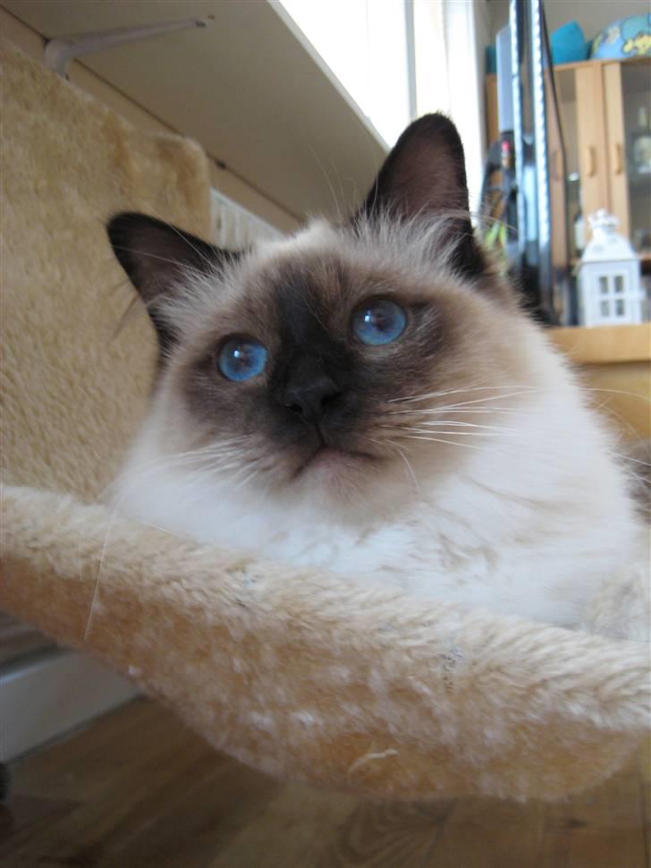 Hellig Birma Sabatini´s Guy Guido  billede 5