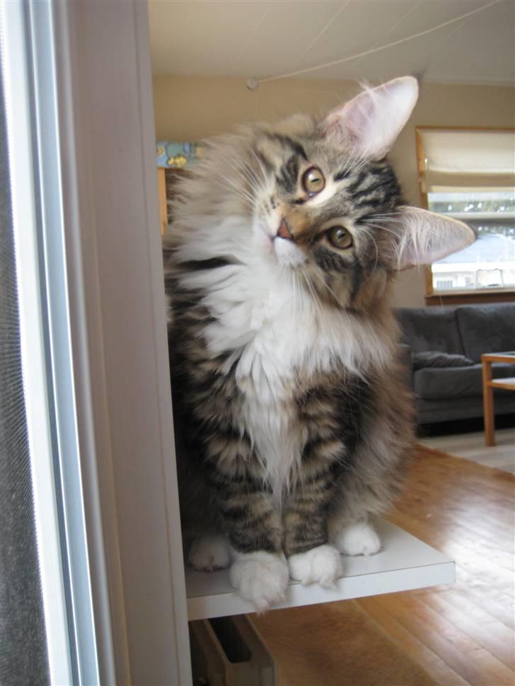 Norsk Skovkat Julle-Kris Djamilla billede 1