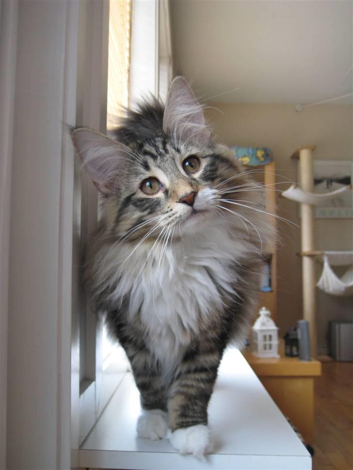 Norsk Skovkat Julle-Kris Djamilla billede 2