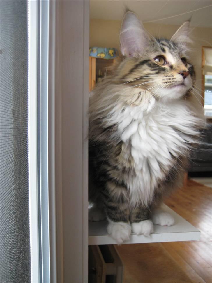 Norsk Skovkat Julle-Kris Djamilla billede 3