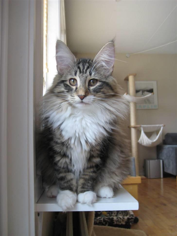 Norsk Skovkat Julle-Kris Djamilla billede 4