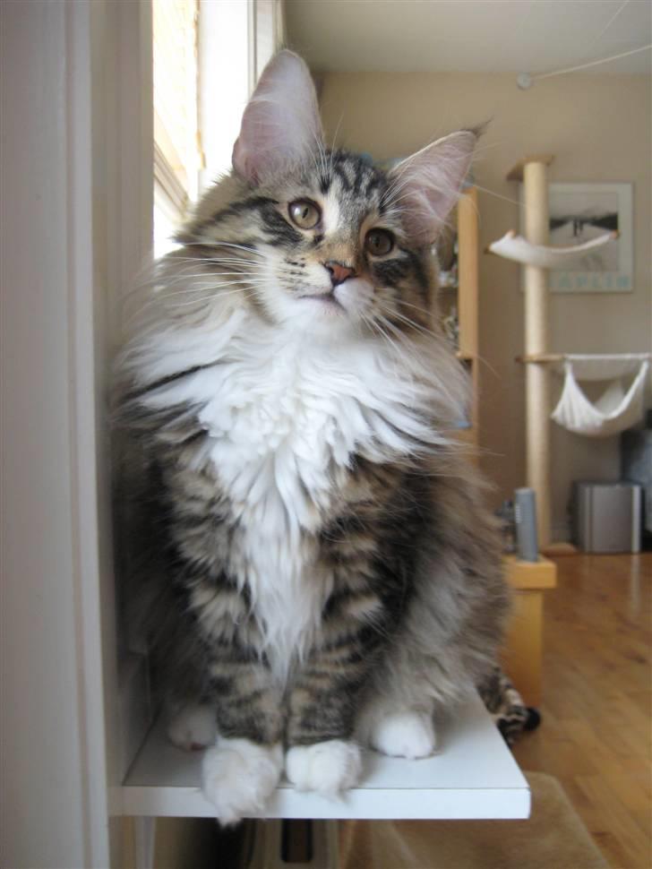 Norsk Skovkat Julle-Kris Djamilla billede 5