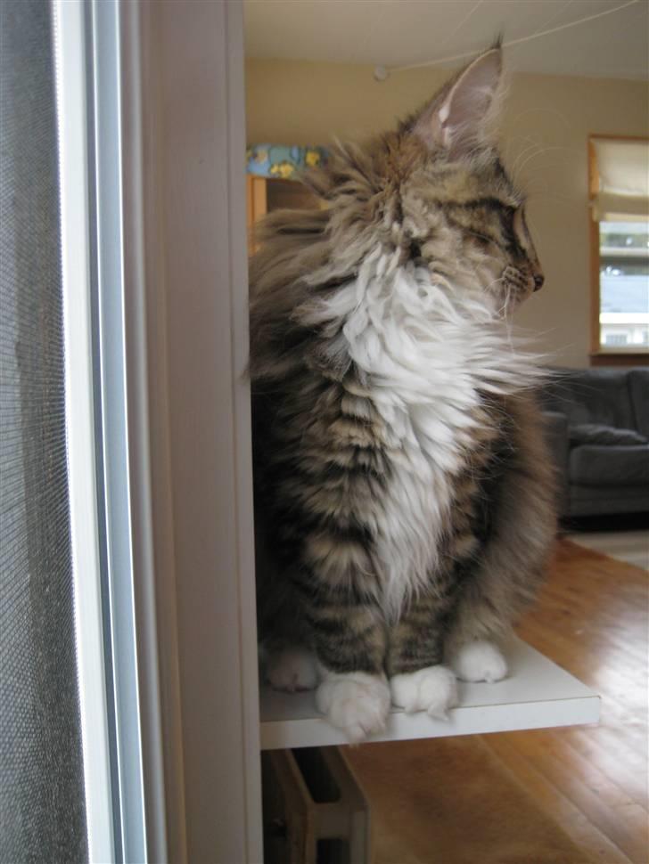 Norsk Skovkat Julle-Kris Djamilla billede 6