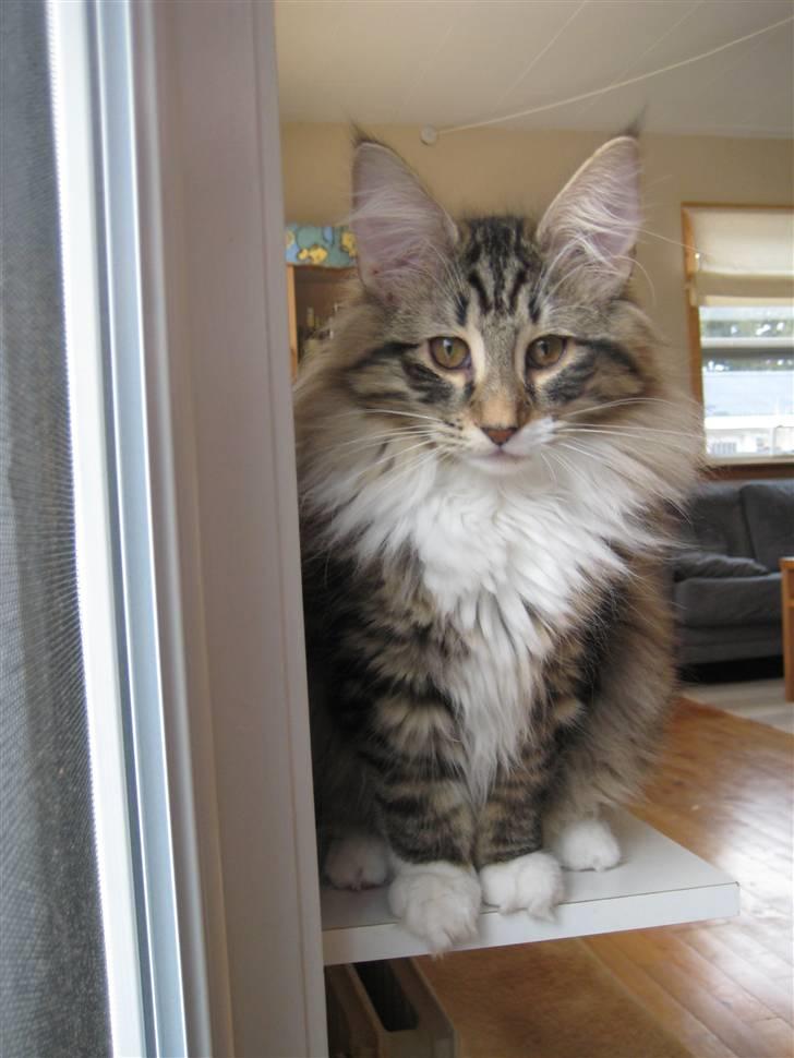 Norsk Skovkat Julle-Kris Djamilla billede 7