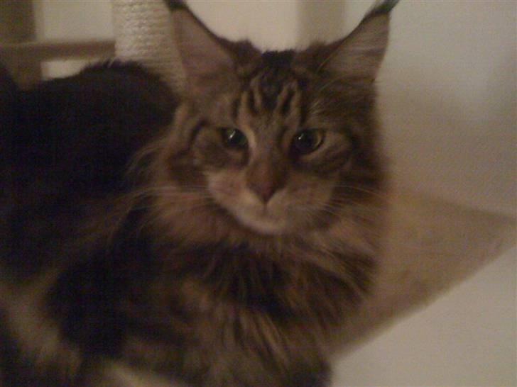Maine Coon Curly - Fotomodel :) billede 1