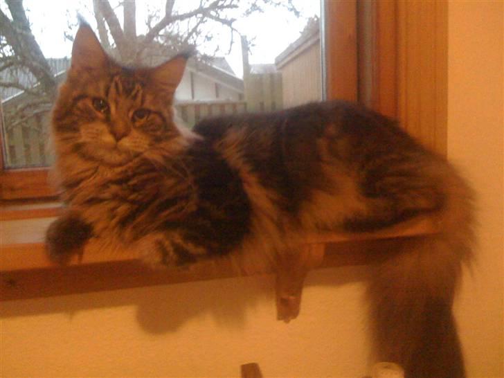 Maine Coon Curly - Kikker på fugle billede 2