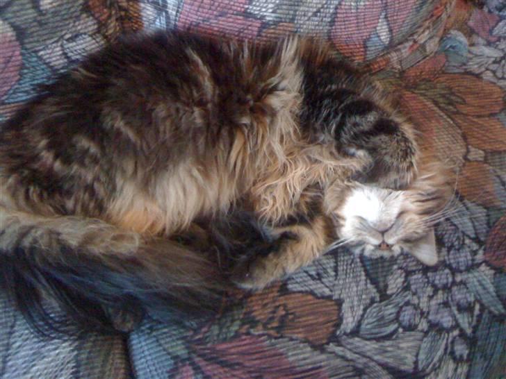 Maine Coon Curly - sovetryne:) billede 3