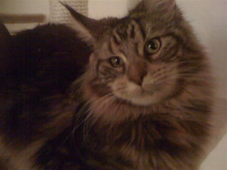 Maine Coon Curly billede 4
