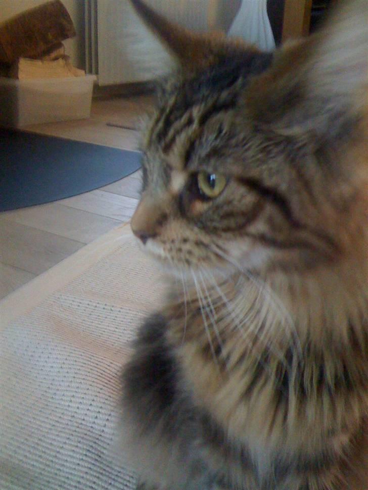 Maine Coon Curly billede 5