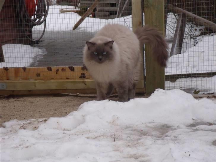 Ragdoll Hyrland's Edmund the Just - Vi markerer lige hvem løbegården tilhører billede 2