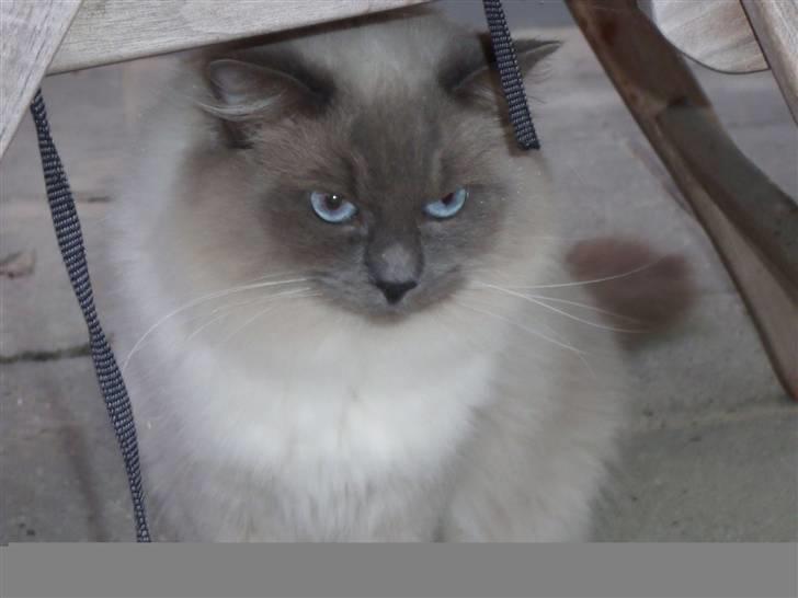 Ragdoll Hyrland's Edmund the Just billede 3