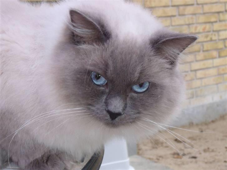 Ragdoll Hyrland's Edmund the Just billede 4