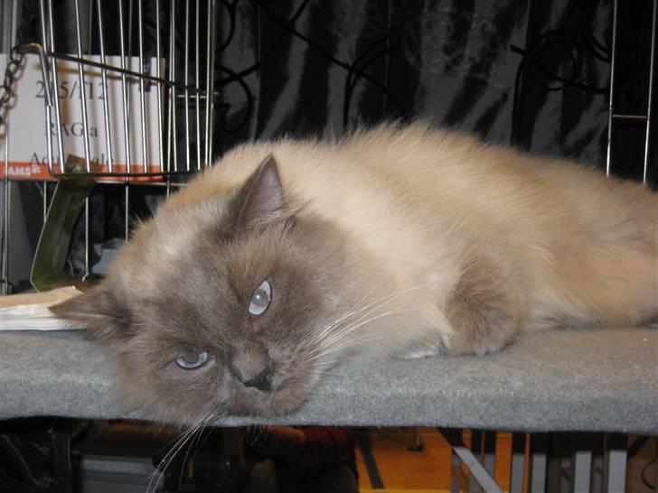 Ragdoll Hyrland's Edmund the Just billede 5